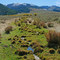 Steve Creek. Challis National Forest. Badly overgrazed in 2007