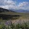 Summer Lupines from CCS Road