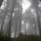 Misterio en el Bosque