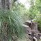 En el bosque- In the forest