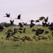 garzas negras. © German Hergenrether