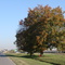 Colores de Otoño RN Nº 2  Km 44,5