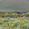 Craters of the Moon, late spring bloom