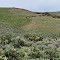 Foothills of Pioneer Mountains. Bitterbrush in bloom. Craters of the Moon National Monument