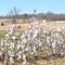 Cotton