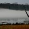 Great Blue Heron overlooks foggy lake