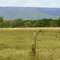 Mt. Nebo