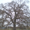 Tree at Batesville Riverside Park