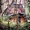 Hidden in the Woods