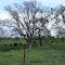 Milk cows