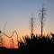 Yucca
