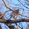 Red-tailed Hawk on Lake Wilson