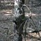 Old Property Fence Line