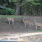 Deer in Camden, AR
