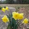 Spring is here - 2010