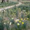 Spring is here - 2010