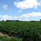 Strawberry Fields