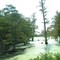 Swampy bayou