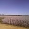 Cotton Field Near Halley