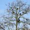 Four Eagles winter 2009