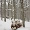 Cows during an Arkansas record 25" snow storm near Gentry Ar