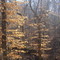 Woods At Village Creek