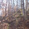 Woods At Village Creek