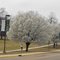 Springtime UAM campus.