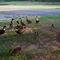 As evening approached, so did the ducks, hoping for a bit of bread.