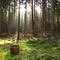 beim Pilze suchen