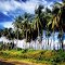 Local Village Coconut Trees alongside the Boluminski Highway somewhere, in New Ireland, PNG, Photo by Tatyjana Micah, Teejay pics, in Dec 2012