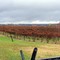 A Vineyard At Lee's Last Camp Looking NE.