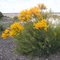 Australian Christmas Tree Flower