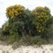 Various Wild Flowers