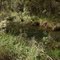 South Dandalup River - below the S.Dandalup Dam.
