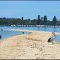 Wildlife on the Swan River