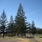 Esperance, Esplanade, Norfolk Island Pine, Araucaria heterophylla, Kamerden