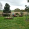 Mowing the lawn near Tincurrin