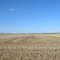 Dry Stubble from 2009 Harvest