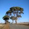 Beautiful  Trees