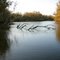 Murray River, Ravenswood.