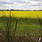 Canola