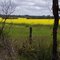 Canola