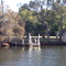 Pelicans on the Murray River, Yunderup, W.A.