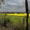 Canola Field