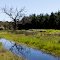 Swamp and Tree