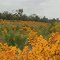 Golden Road...Forrest Highway.