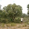banksia-tree