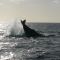 Whale off the Abrolhos Islands