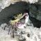 Island crab (Abrolhos)